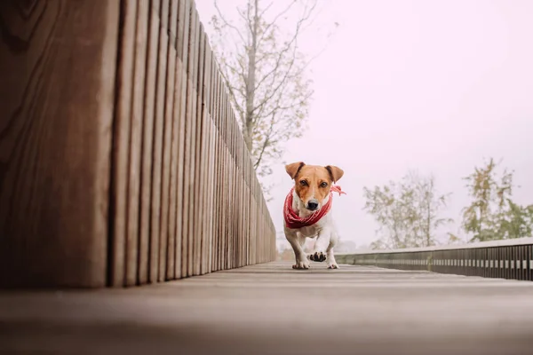 Jack Russell terrier hund i en bandana promenader utomhus — Stockfoto