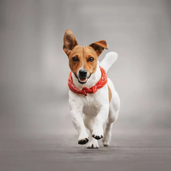 Šťastný jack Russell teriér pes běží venku — Stock fotografie