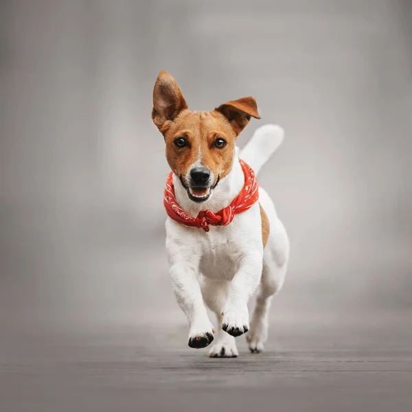 Glad jack russell terrier hund kører udendørs - Stock-foto