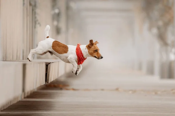 Jack Russell terriër hond springen van een bank buiten — Stockfoto