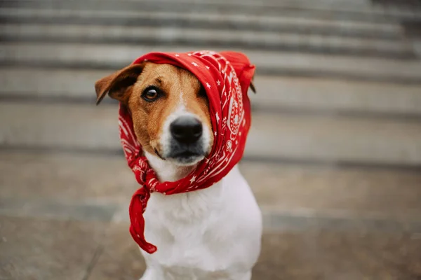 Engraçado jack russell terrier cão vestindo um bandana vermelho na cabeça — Fotografia de Stock