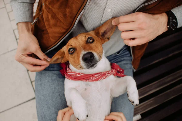 Grappig jack russell terrier hond portret op de schoot van de eigenaars — Stockfoto