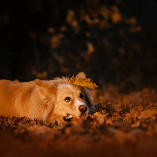 mixed breed dog lying down outdoors in autumn