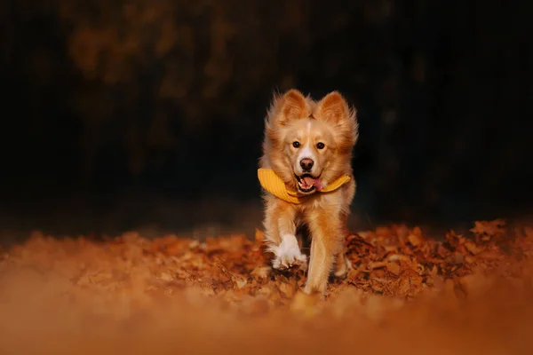 Heureux chien de race mixte court à l'extérieur en automne — Photo