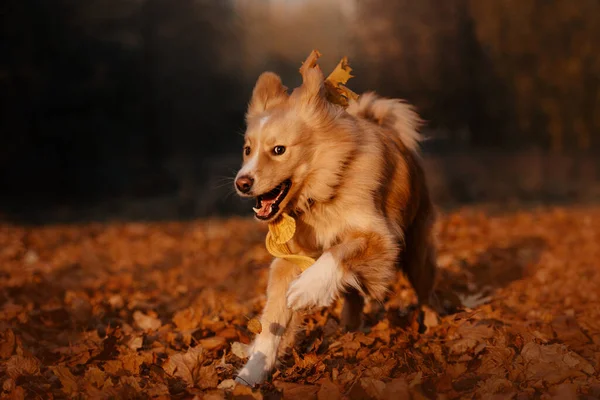 Ευτυχής μικτή φυλή σκύλος τρέχει σε εξωτερικούς χώρους το φθινόπωρο — Φωτογραφία Αρχείου