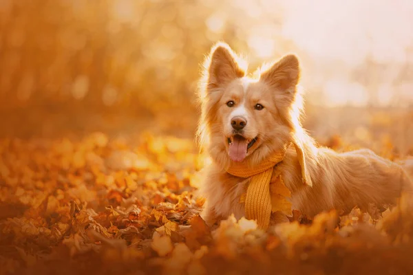 Mixed breed dog lying down outdoors in autumn — Stock Photo, Image