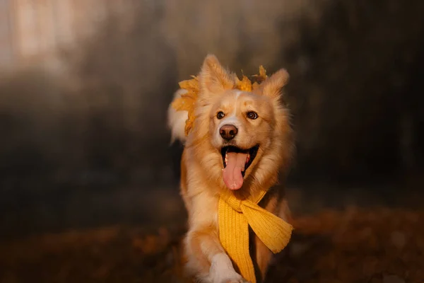 Šťastný smíšený plemenný pes v šále na podzim — Stock fotografie