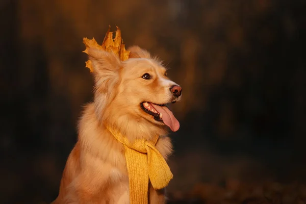 Felice cane di razza mista ritratto in una sciarpa in autunno — Foto Stock