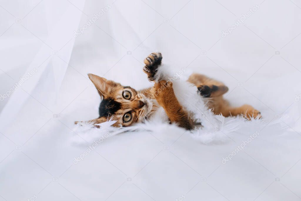 abyssinian kitten lying down with white feathers indoors