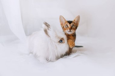 Yumuşak beyaz tavşan ve kedi yavrusu içeride birlikte poz veriyorlar.