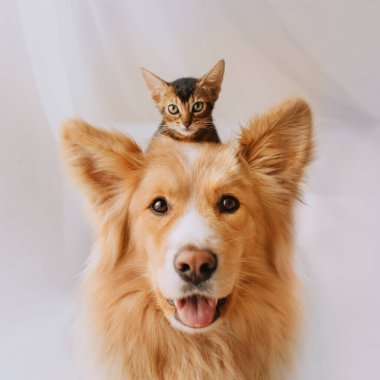 Mutlu melez köpek kafasında kedi yavrusuyla poz veriyor.