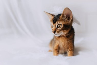 Kafasında tüy olan Habeş kedisi portresi.