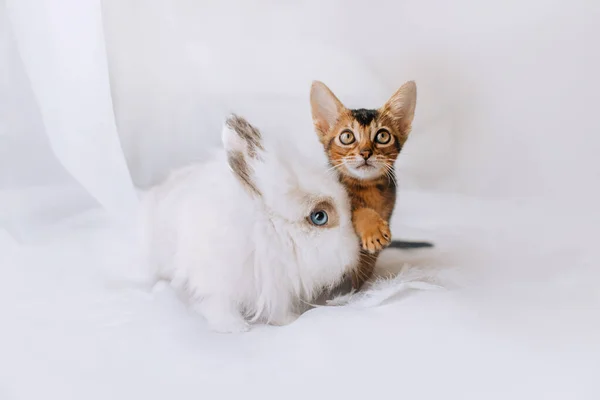 Flauschiges weißes Kaninchen und Kätzchen posieren gemeinsam drinnen — Stockfoto