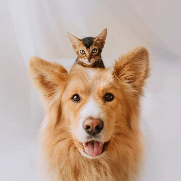 Feliz mestizo perro posando con un gatito en su cabeza — Foto de Stock