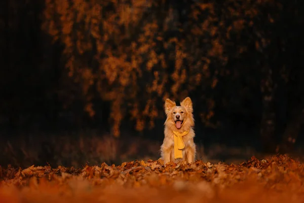 Happy mixed breed dog in a scarf sits outdoors in autumn — Stock Photo, Image