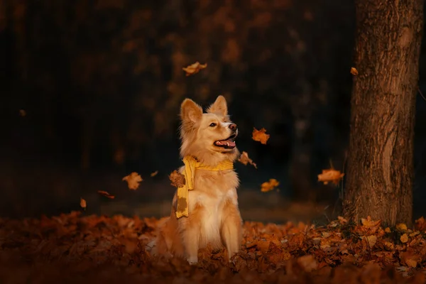 Cão de raça mista feliz em um cachecol ao ar livre no outono — Fotografia de Stock