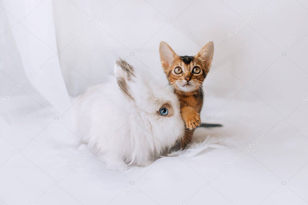 fluffy white rabbit and kitten posing together indoors