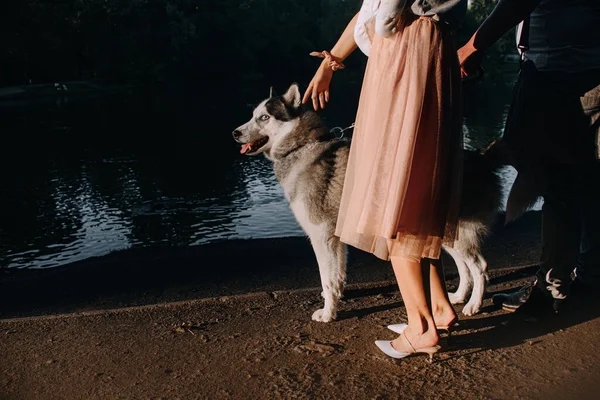 Siberian husky σκύλος και ιδιοκτήτες που θέτουν σε εξωτερικούς χώρους το καλοκαίρι — Φωτογραφία Αρχείου