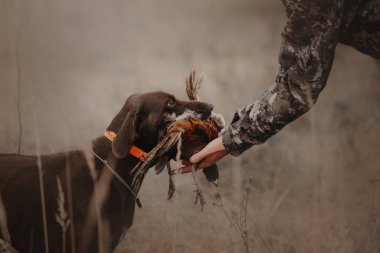 Av köpeği sahibine sülün oyunu verir.