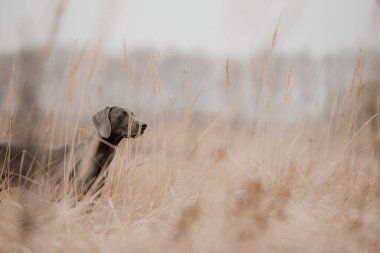Tarlada poz veren Weimaraner köpeği avlamak