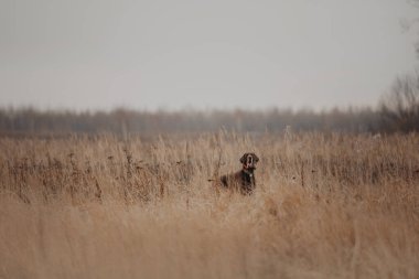 Alman kısaymış. Açık havada sivri uçlu köpek.