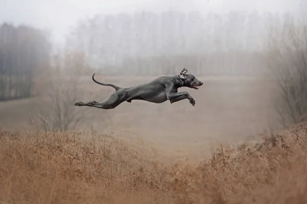 Happy weimaraned dog jumps outdoors in autumn — Stock Photo, Image