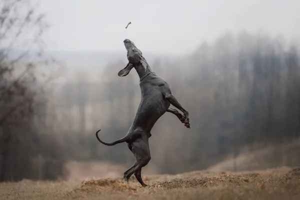 Perro weimaraner juguetón saltando al aire libre en otoño — Foto de Stock