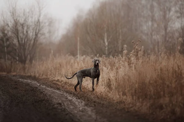Weimaraner dog standing by the muddy road outdoors — Stock Photo, Image