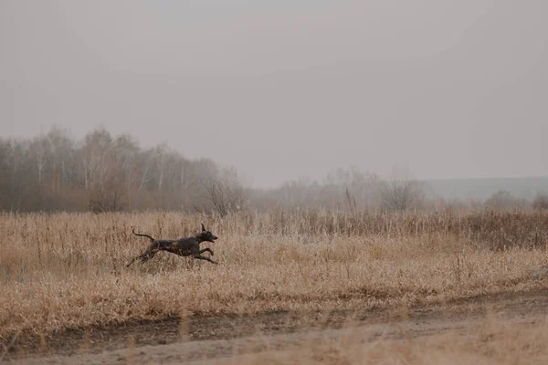 Mutlu weimaraner köpeği sonbaharda dışarı koşar. — Stok fotoğraf