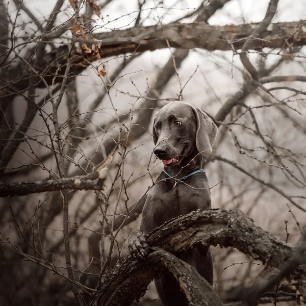 Weimaraner hund poserar utomhus i trädgrenar — Stockfoto
