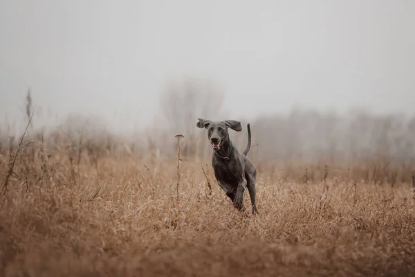 Perro weimaraner feliz corriendo al aire libre en otoño —  Fotos de Stock