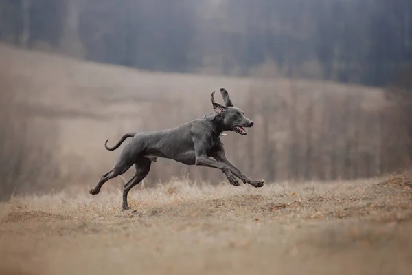秋に屋外で走っている幸せな女性の犬 — ストック写真