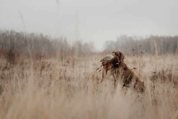 Hunting dog holding a pheasant game in mouth — Stock Photo, Image