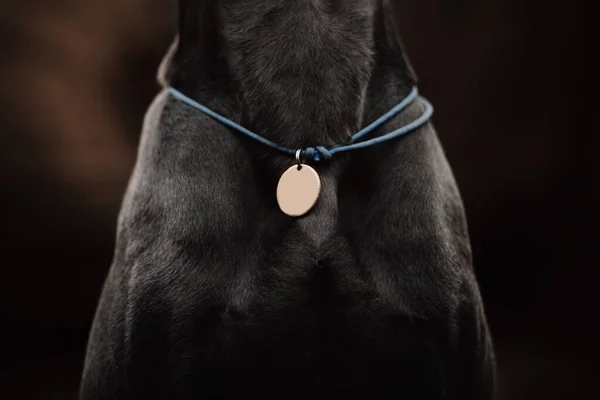 Hond nek close-up met id tag op een koord — Stockfoto