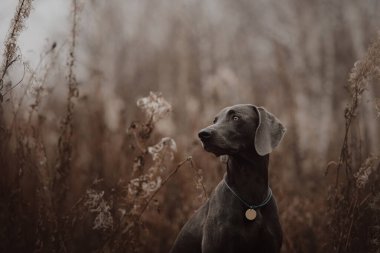 Sonbaharda dışarıda oturan sevimli Weimaraner köpeği.