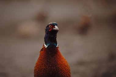 Açık havada sülün kuşunun portresini kapatın.