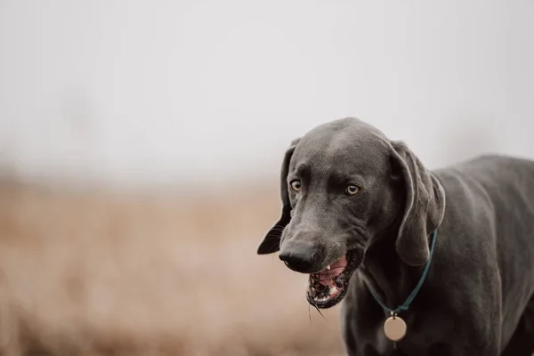 Śmieszne weimaraner pies z id tag na zewnątrz jesienią — Zdjęcie stockowe