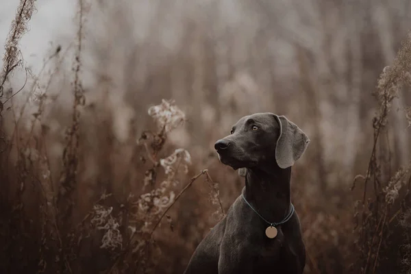 Adorável weimaraner cão sentado ao ar livre no outono — Fotografia de Stock