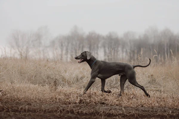 Perro weimaraner feliz pasear al aire libre en otoño — Foto de Stock