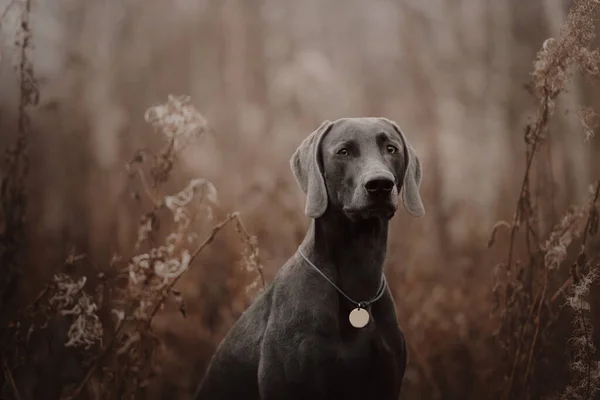 Sonbaharda tasmalı ve kimlik kartlı Weimaraner köpeği poz veriyor. — Stok fotoğraf