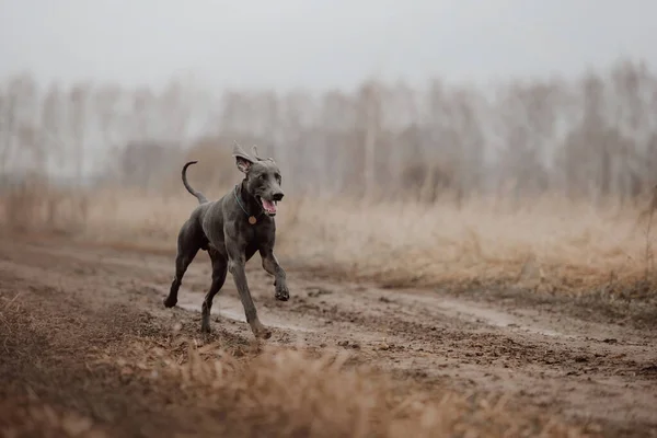Ευτυχής weimaraner σκύλος τρέχει σε εξωτερικούς χώρους το φθινόπωρο — Φωτογραφία Αρχείου