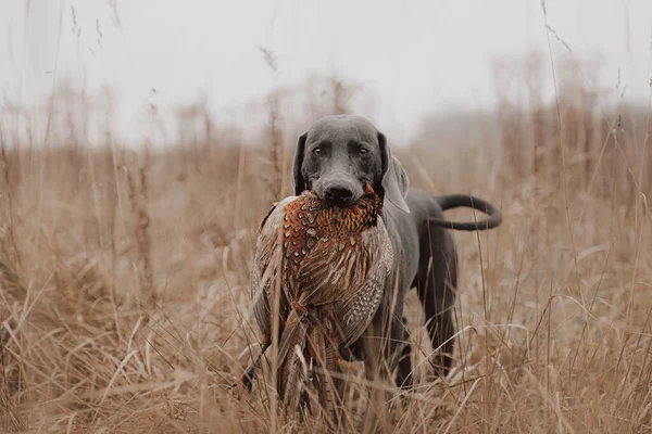 Perro de caza lleva faisán juego en la boca —  Fotos de Stock
