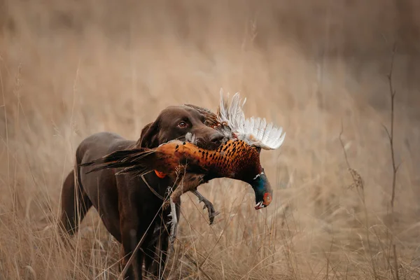 Gelukkig jachthond brengen fazant wild in de mond — Stockfoto