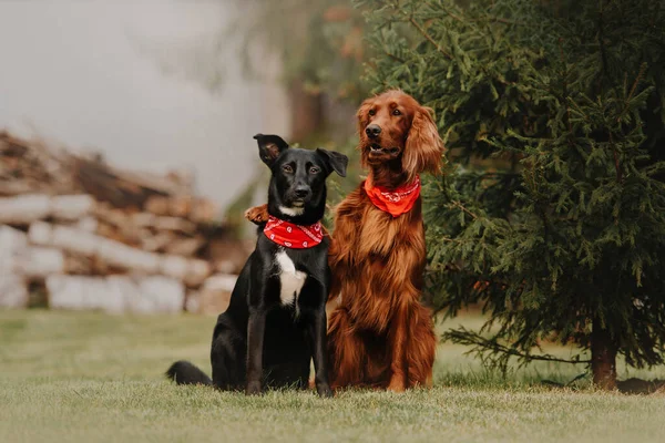 Δύο σκύλοι σε κόκκινες μπαντάνες κάθονται μαζί σε εξωτερικούς χώρους — Φωτογραφία Αρχείου