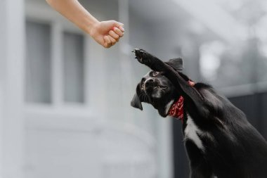 İtaatkar melez köpek patisini dışarı uzatıyor.