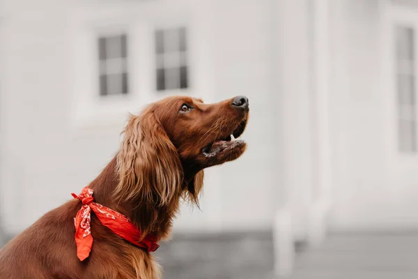 Irlandês cão cão setter posando ao ar livre em bandana vermelha — Fotografia de Stock