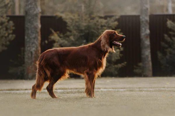 Heureux irlandais setter chien debout dans la cour arrière — Photo