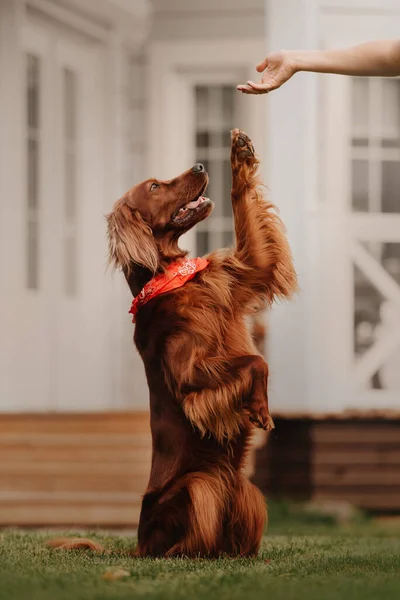 Ирландская собака-инкубатор летом дает лапу на открытом воздухе — стоковое фото