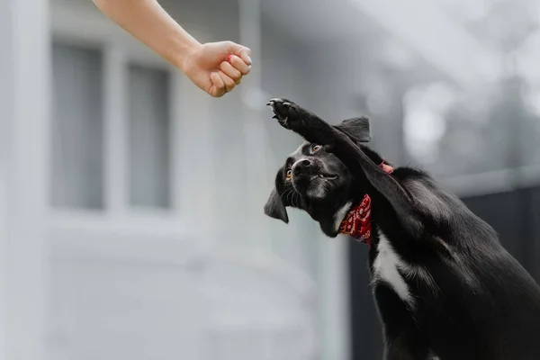 従順な混合品種の犬は屋外で足を与え — ストック写真