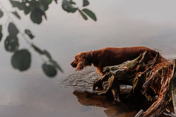 Curioso cane setter irlandese rosso cammina nel fiume — Foto Stock